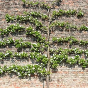 Slivka (Prunus Domestica) ´PRESIDENT´ výška: 240 cm, obvod kmeňa: 24/26 cm, kont. C230L - tvarovaná stena