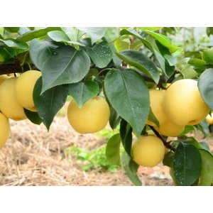 Jabloň domáca (Malus domestica) ´JAKUBKY´- letná, výška 120-150 cm, voľnokorenná