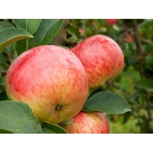 Jabloň domáca (Malus domestica) ´JAKUBKY ČERVENÉ´ - letné, výška 120-140 cm, voľnokorenná