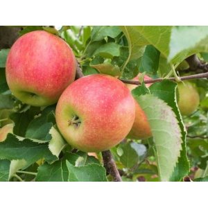 Jabloň domáca (Malus domestica) ´JONAGOLD´ - zimná, výška 130-160 cm, kont. C5L