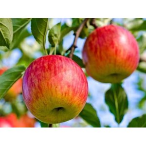 Jabloň domáca (Malus domestica) ´JONAGORED SUPRA´ - zimná, výška 150-170 cm, voľnokorenná