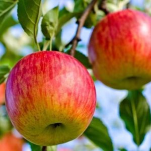 Jabloň domáca (Malus domestica) ´JONAGORED SUPRA´ - zimná, výška 150-170 cm, voľnokorenná