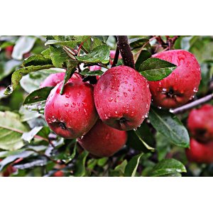 Jabloň domáca (Malus domestica) ´JONAPRINCE´ - zimná, výška 120-150 cm, voľnokorenná