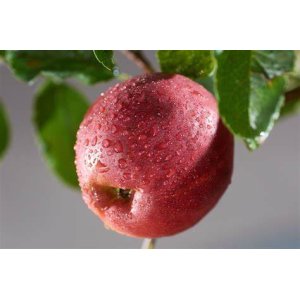 Jabloň domáca (Malus domestica) ´JONATHAN´ - zimná, výška 120-150 cm, voľnokorenná