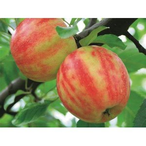 Jabloň domáca (Malus domestica) ´KARNEVAL´ - zimná, výška 140-170 cm, voľnokorenná