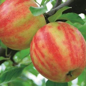 Jabloň domáca (Malus domestica) ´KARNEVAL´ - zimná, výška 140-170 cm, voľnokorenná