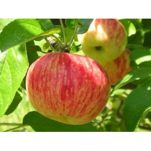 Jabloň domáca (Malus domestica) ´KRASAVA´- letná, výška 140-170 cm, voľnokorenná
