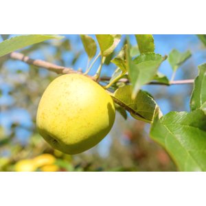 Jabloň domáca (Malus domestica) ‘LIMONCELLA’ - výška 210-250 cm, obvod kmeňa 8/10 cm, kont. C10L