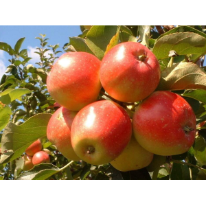 Jabloň domáca (Malus domestica) ´LIPNO´ - zimná, výška 150-170 cm, voľnokorenná 