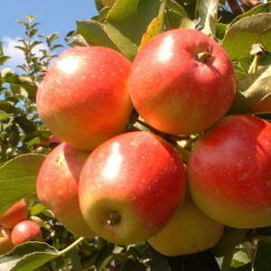 Jabloň domáca (Malus domestica) ´LIPNO´ - zimná, výška 150-170 cm, voľnokorenná 