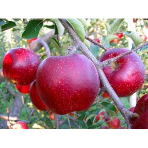 Jabloň domáca (Malus domestica) ´MALINOVÁ OBERLANDZKA´ - zimná, výška 120-150 cm, voľnokorenná