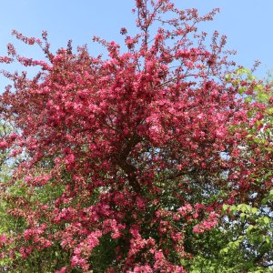 Okrasná jabloň (Malus) ´COCCINELLA´ výška: 180-220 cm, obvod kmeňa 6/8 cm, kont. C7L