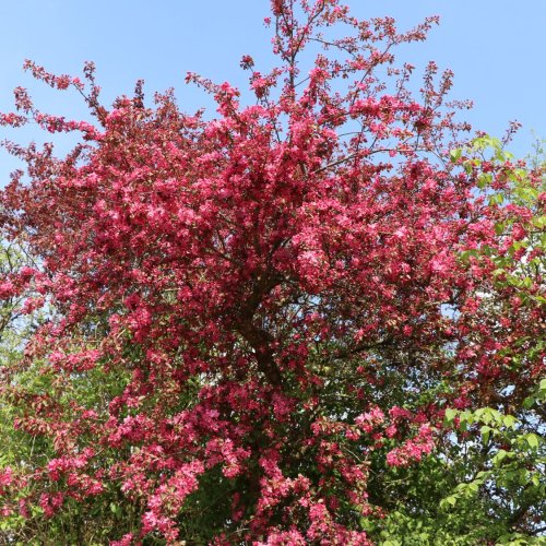 Okrasná jabloň (Malus) ´COCCINELLA´ výška: 180-220 cm, kont. C7L