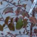 Okrasná jabloň (Malus) ´COCCINELLA´ výška: 180-220 cm, kont. C7L