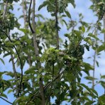 Jabloň domáca (Malus domestica) ´GRANNY SMITH´  - zimná, výška 250-300 cm, obvod kmeňa 14/16 cm, kont. C70L