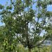 Jabloň domáca (Malus domestica) ´GRANNY SMITH´  - zimná, výška 250-300 cm, obvod kmeňa 14/16 cm, kont. C70L
