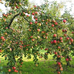 Jabloň domáca (Malus Domestica) ´PINOVA´ ® - výška 120-150 cm, kont. C5L
