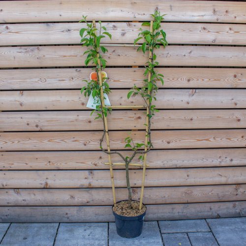 Jabloň domáca (Malus domestica) ´GOLDEN DELICIOUS´ - výška 140-160 cm, kont. C7.5L - tvarovaná stena U