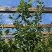 Jabloň domáca (Malus domestica) ´REINE DES REINETTES - ZLATÁ RENETA´- jesenná, výška 150-200 cm, kont. C10L