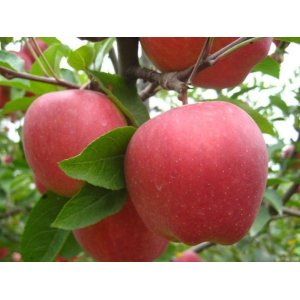 Jabloň domáca (Malus Domestica)  ´NONETIT - MATČINO´- zimná, výška 120-160 cm, voľnokorenná 