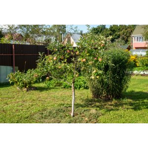 Mini jabloň nízkokmenná (Malus ballerina) ´CROQUELLA´ - jesenná, výška 70-90 cm - voľnokorenná