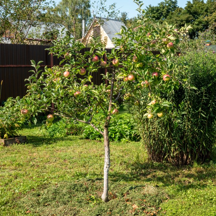 Mini jabloň nízkokmenná (Malus ballerina) ´CROQUELLA´ - jesenná, výška 70-90 cm - voľnokorenná