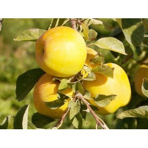 Jabloň domáca (Malus domestica) ´OPAL´ - zimná, výška 170-190cm, voľnokorenná