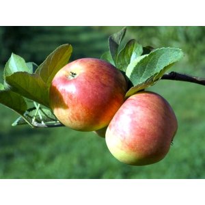 Jabloň domáca (Malus Domestica) ´PINOVA´ ® - zimná, výška 120-150 cm, kont. C5L