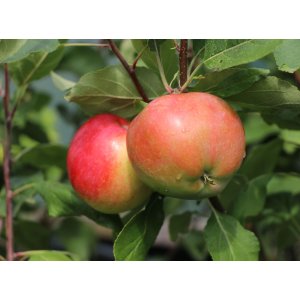 Jabloň domáca (Malus Domestica) ´PINOVA´® - zimná, výška 120-150 cm, voľnokorenná