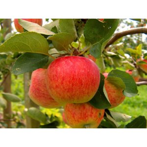 Jabloň domáca (Malus Domestica) ´PIROS´ - letná, výška 120-150 cm, voľnokorenná