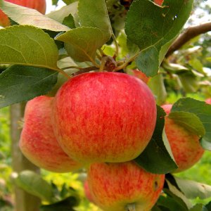 Jabloň domáca (Malus Domestica) ´PIROS´ - letná, výška 120-140 cm, voľnokorenná