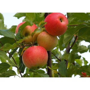 Stĺpovitá jabloň (Malus ballerina) ´POLKA´® - jesenná, výška 100-110 cm - voľnokorenná