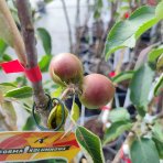 Stĺpovitá jabloň (Malus ballerina) ´POLKA´® - jesenná, výška 60-80 cm, kont. C3,5L