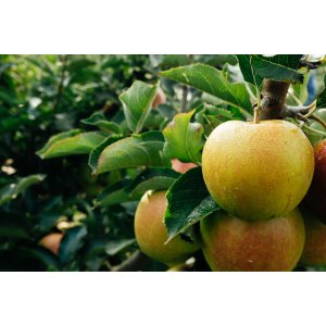Jabloň domáca (Malus domestica) ´SIVÁ RENETA´ - zimná, výška 120-150 cm, voľnokorenná