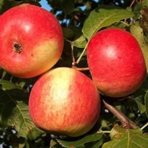 Jabloň domáca (Malus domestica) ´RUBIN´ - výška 120-150 cm, kont. C5L