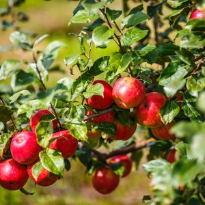 Jabloň domáca (Malus domestica) ´RUBIN´ - zimná, výška 120-140 cm, voľnokorenná 