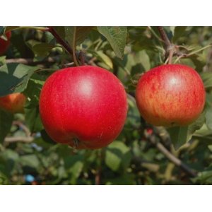 Jabloň domáca (Malus domestica) ´RUBINOLA´ - zimná, výška 120-150 cm, voľnokorenná 