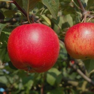 Jabloň domáca (Malus domestica) ´RUBINOLA´ - zimná, výška 100-120 cm, voľnokorenná 