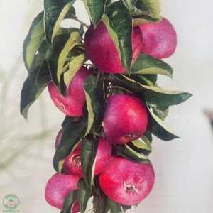 Mini jabloň - stĺpovitá (Malus ballerina) ´RUMBA´ - jesenná 60-90 cm, kont. C5L