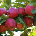 Stĺpovitá jabloň (Malus ballerina) ´RUMBA´ - jesenná, výška 60-80 cm - voľnokorenná