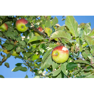 Jabloň domáca (Malus Domestica) ´SANDER´- letná, výška 120-150 cm, voľnokorenná