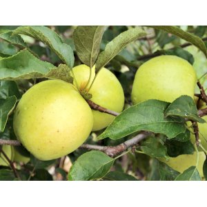 Jabloň domáca (Malus domestica) ´SIRIUS´ - zimná, výška 150-170 cm, voľnokorenná