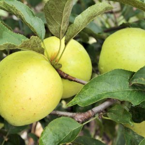 Jabloň domáca (Malus domestica) ´SIRIUS´ - zimná, výška 150-170 cm, voľnokorenná