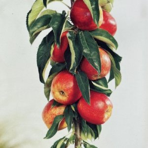 Mini jabloň stĺpovitá (Malus ballerina) ´STAR CATS´ - jesenná 60-90 cm, kont. C5L