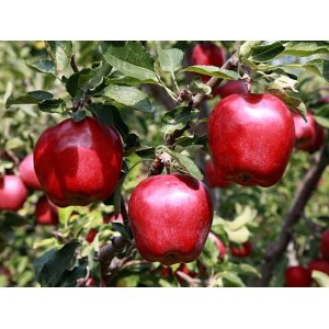 Jabloň domáca (Malus domestica) ´STARKING´ - zimná, výška 110-130 cm, voľnokorenná