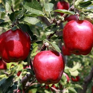 Jabloň domáca (Malus domestica) ´STARKING´ - zimná, výška 110-130 cm, voľnokorenná