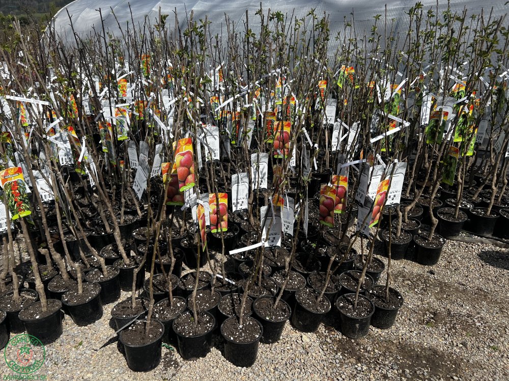 Nízkokmenná jabloň stĺpovitá (Malus domestica) ´GARDEN FOUNTAIN
