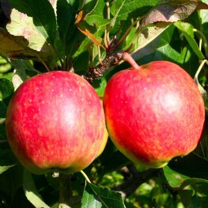 Jabloň domáca (Malus domestica) ´TOPAZ´ - zimná, výška 170-200 cm, voľnokorenná 