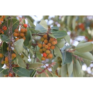 Jahodovec obyčajný (Arbutus unedo-Litchi) ´ATLANTIC´- výška 20-30 cm, kont. C2L
