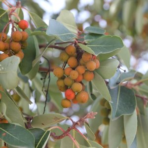 Jahodovec obyčajný (Arbutus unedo-Litchi) - výška 20-40 cm, kont. C1.5L